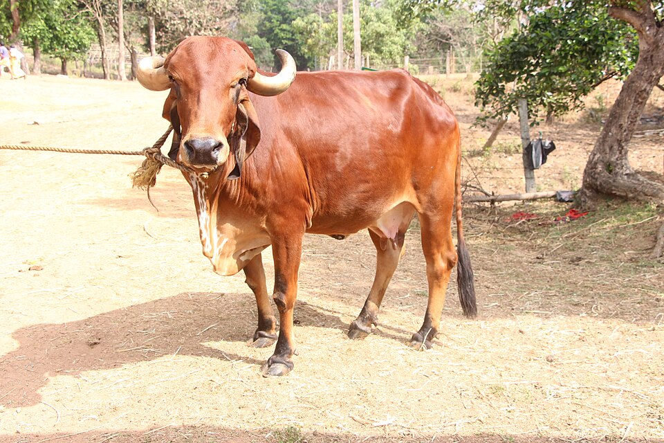 A2 Desi Cow Milk